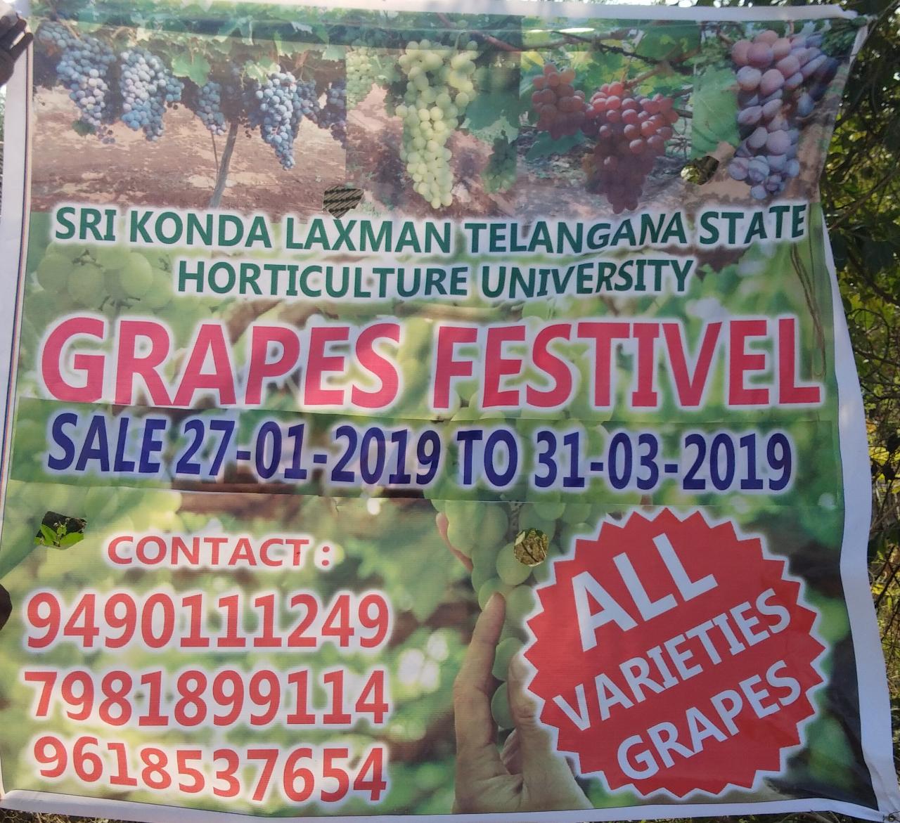 Grapes Festival At Rajendra Nagar Attapur