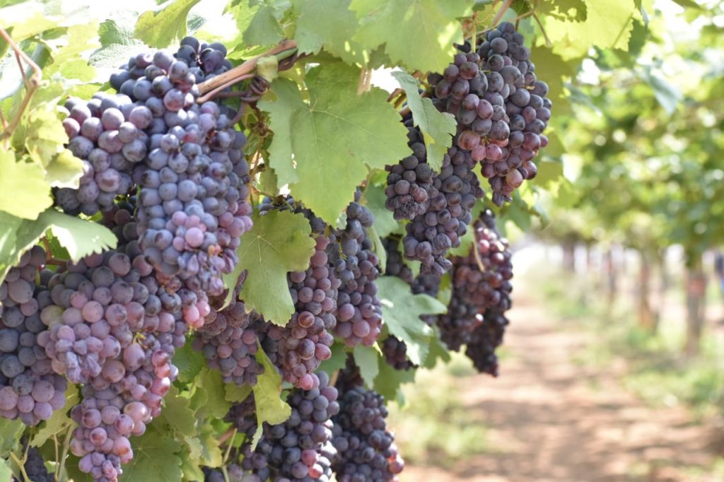 Grapes Festival At Rajendra Nagar Attapur