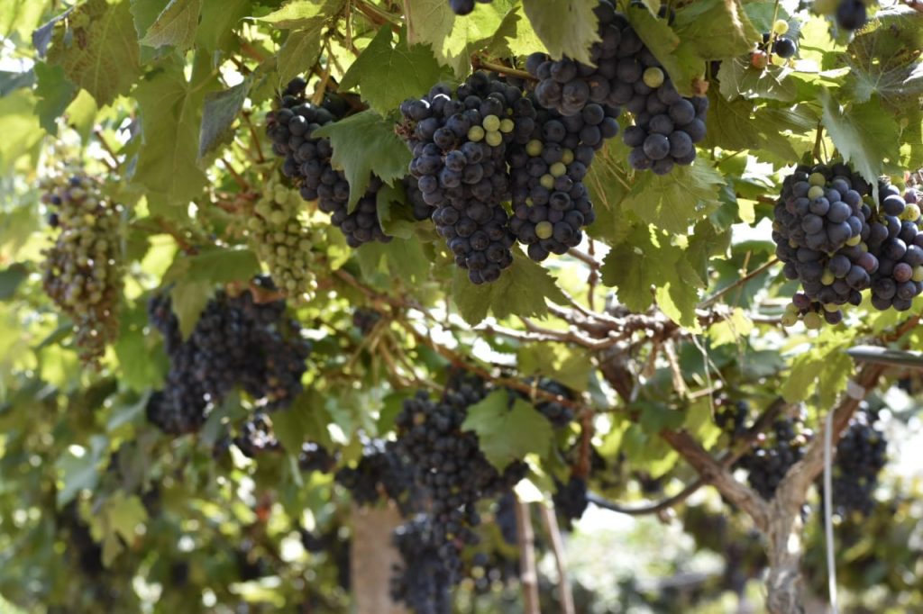 Grapes Festival At Rajendra Nagar Attapur