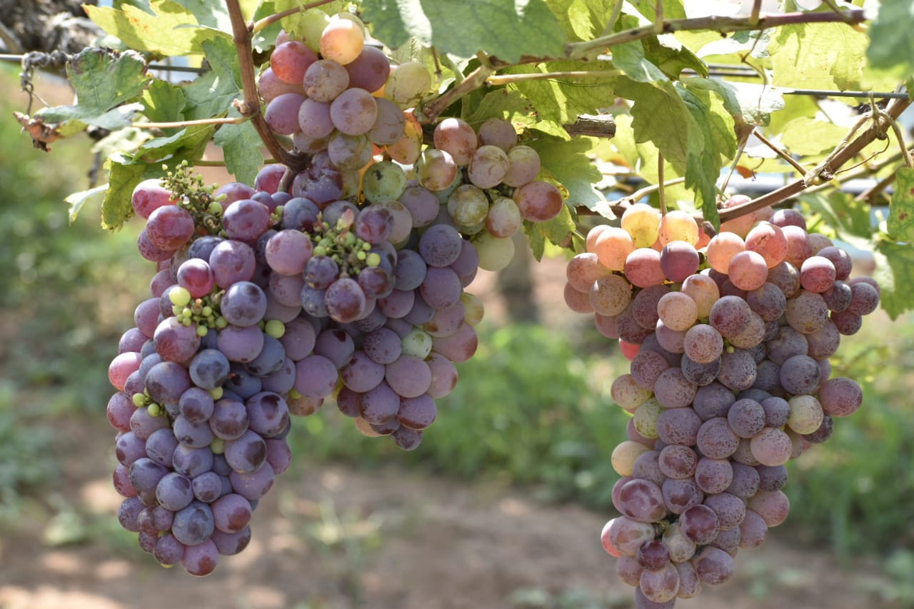 Grapes Festival At Rajendra Nagar Attapur