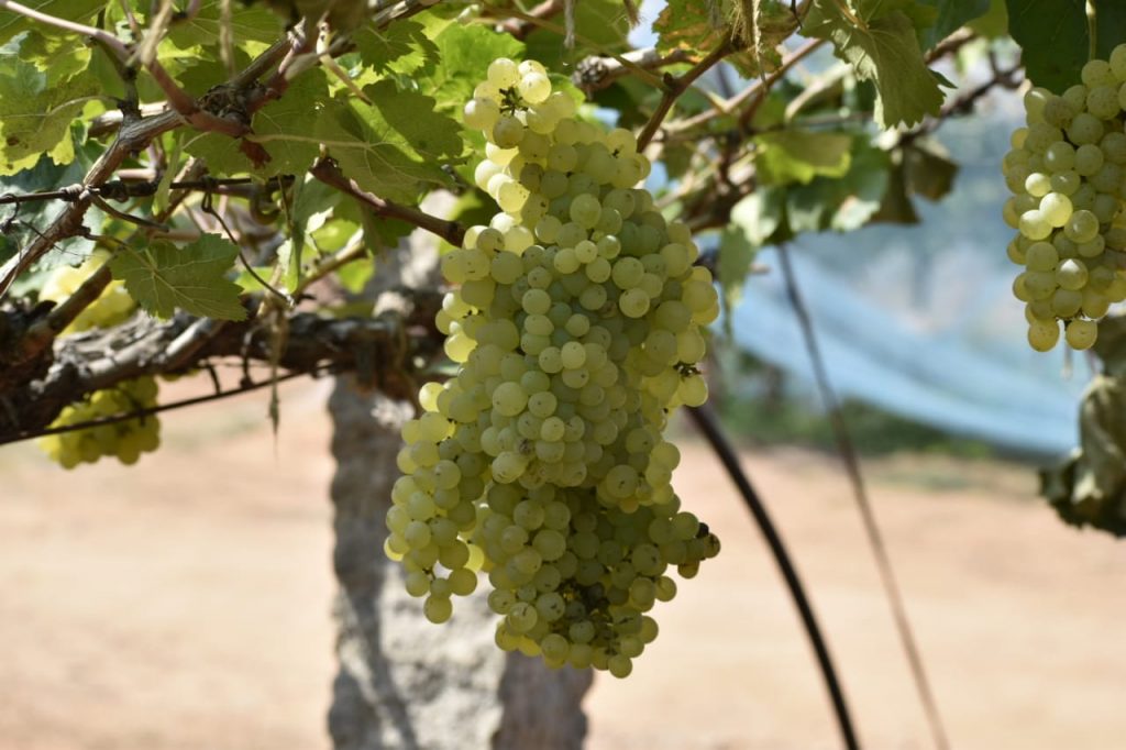 Grapes Festival At Rajendra Nagar Attapur
