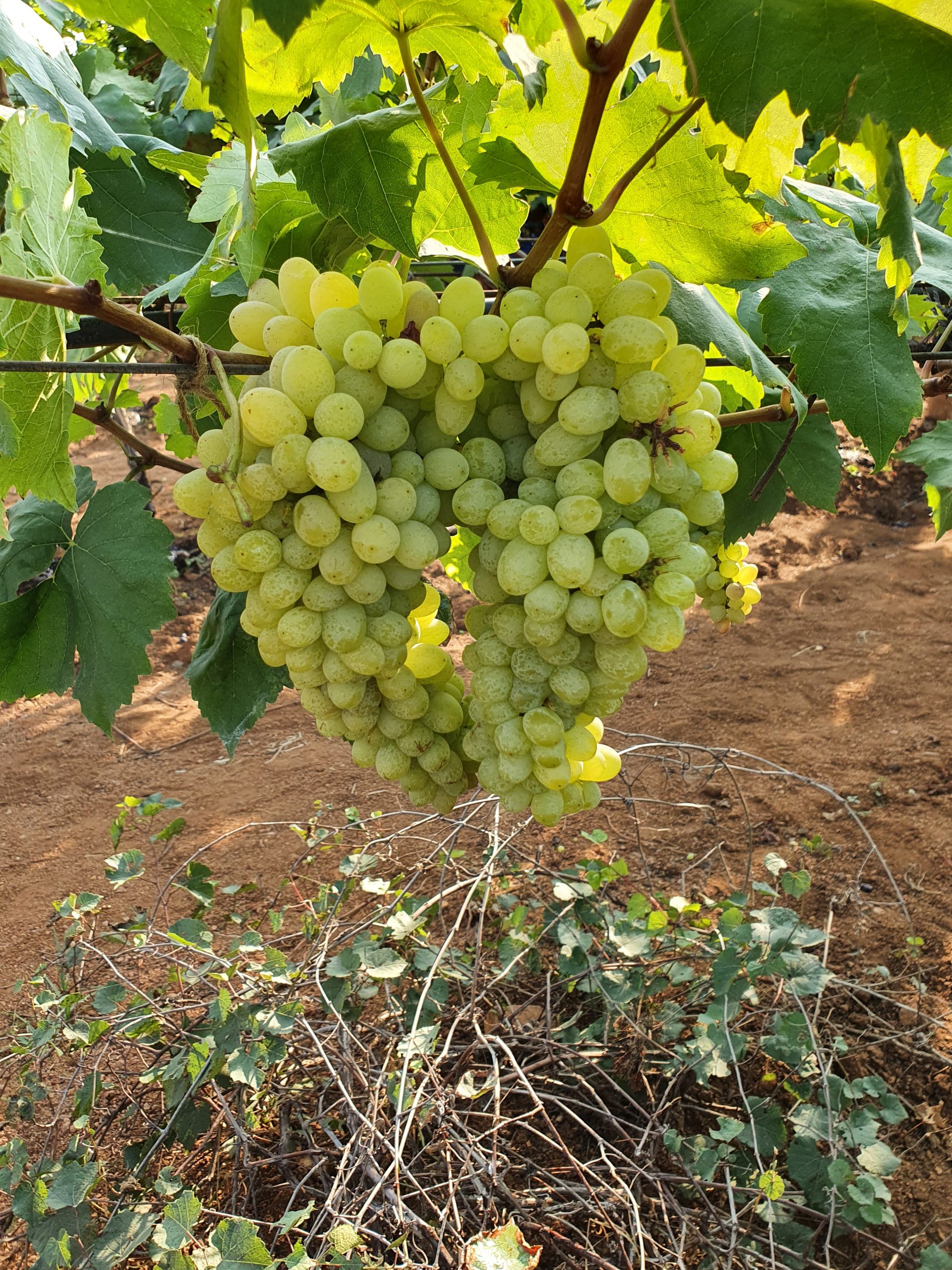 Grape Festival at Rajendra Nagar Attapur.in