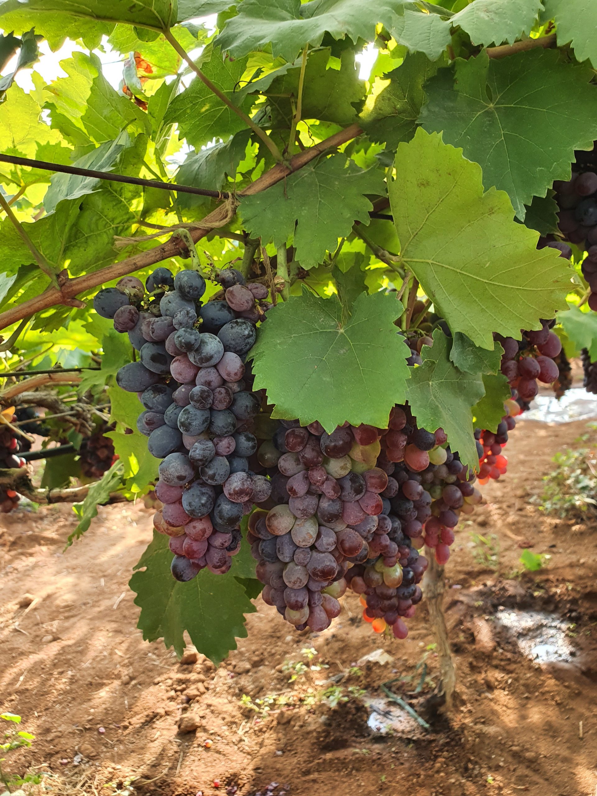 Grape Festival at Rajendra Nagar Attapur