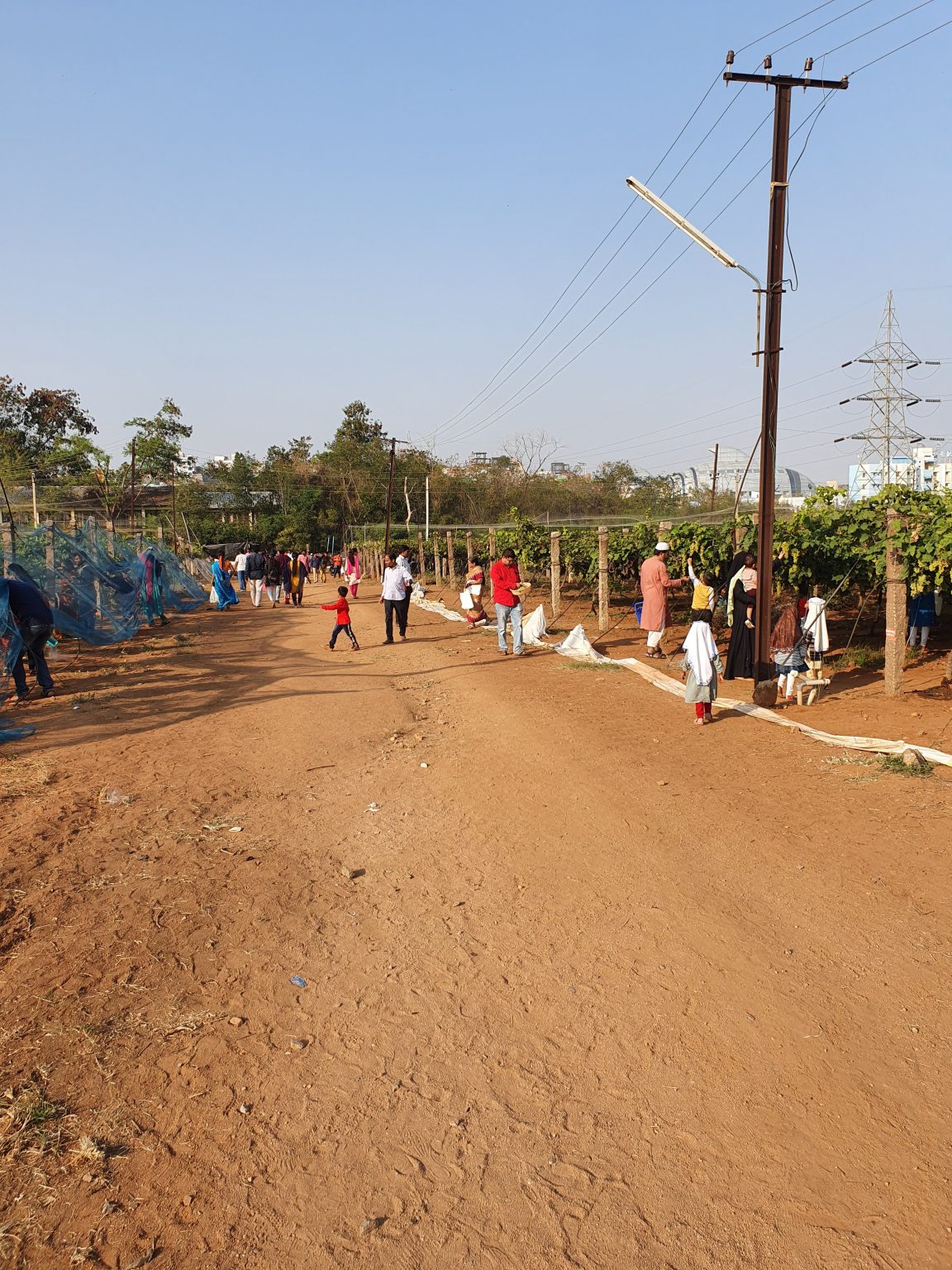 Grape Festival at Rajendra Nagar Attapur