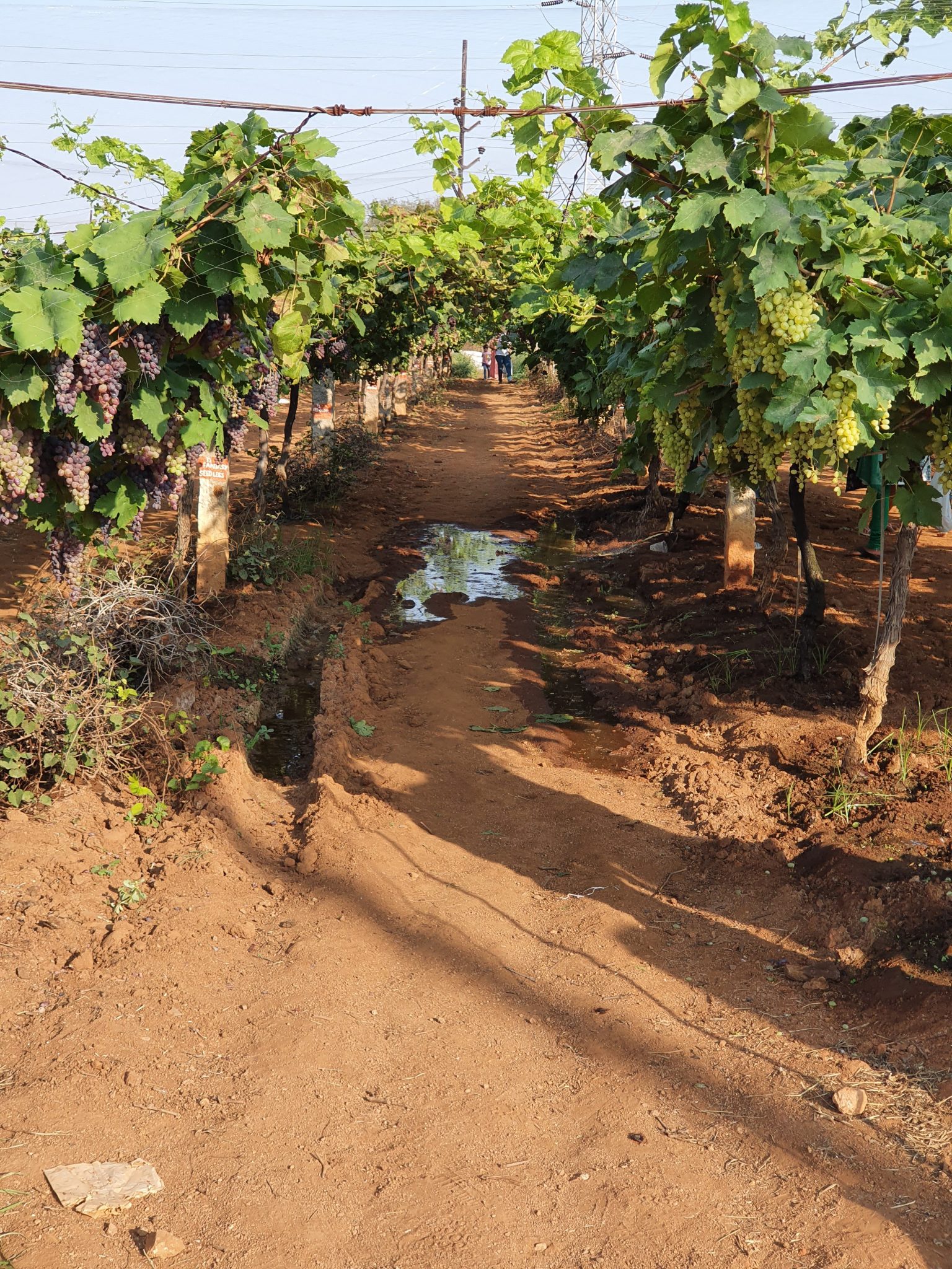 Grape Festival at Rajendra Nagar Attapur